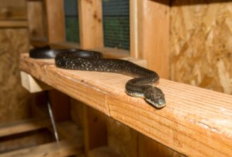 How to Keep Snakes Out of Chicken Coops: 6 Tips